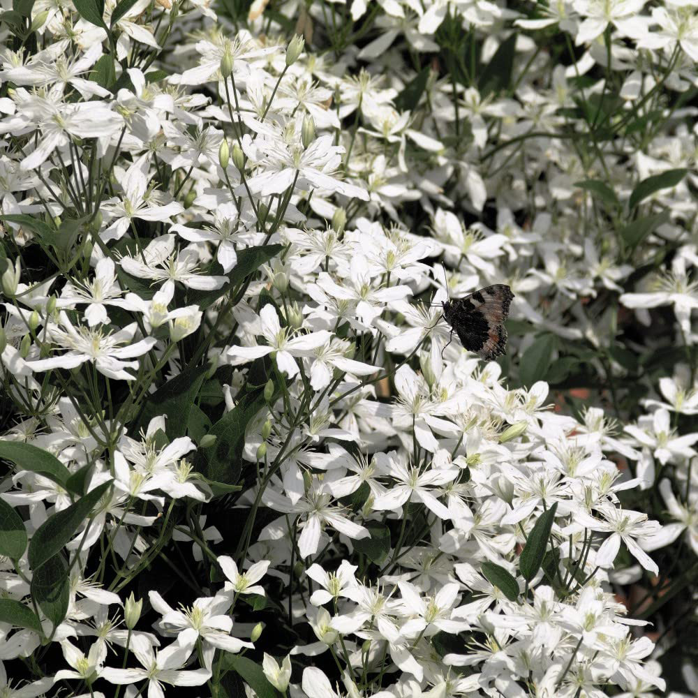 Thompson and Morgan Clematis Armandii Plant Pot 2L Image 2