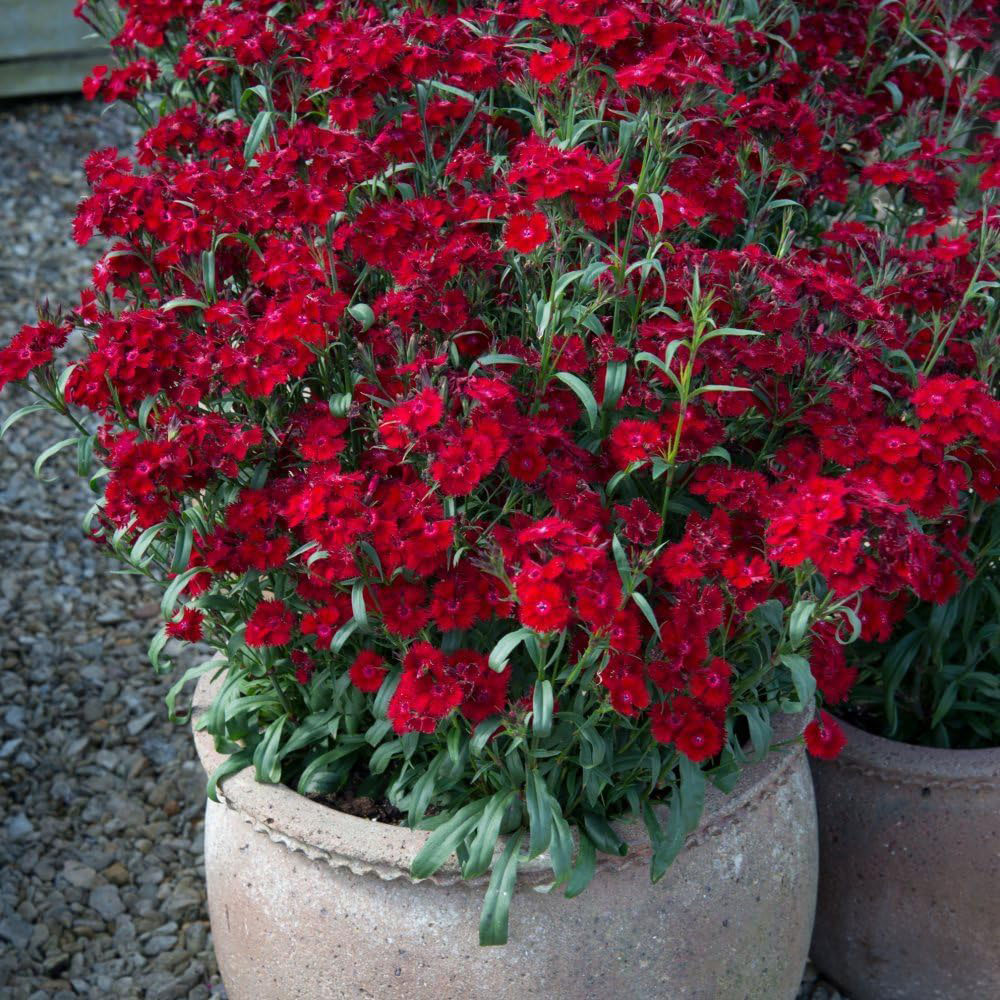 Thompson and Morgan Dianthus Pinks Rocking Red Plant Pot 9cm Image 2