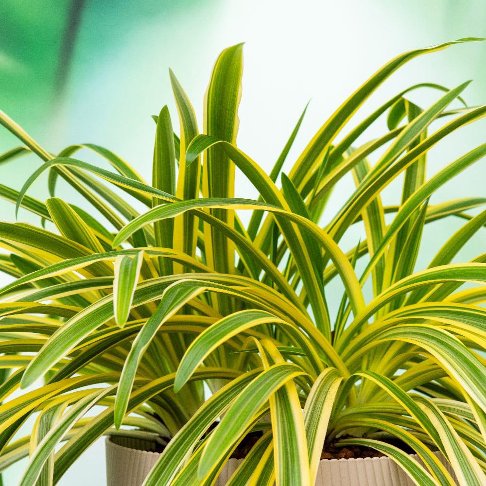 Thompson & Morgan Agapanthus Zambezi Plant Pot 9cm Image 1