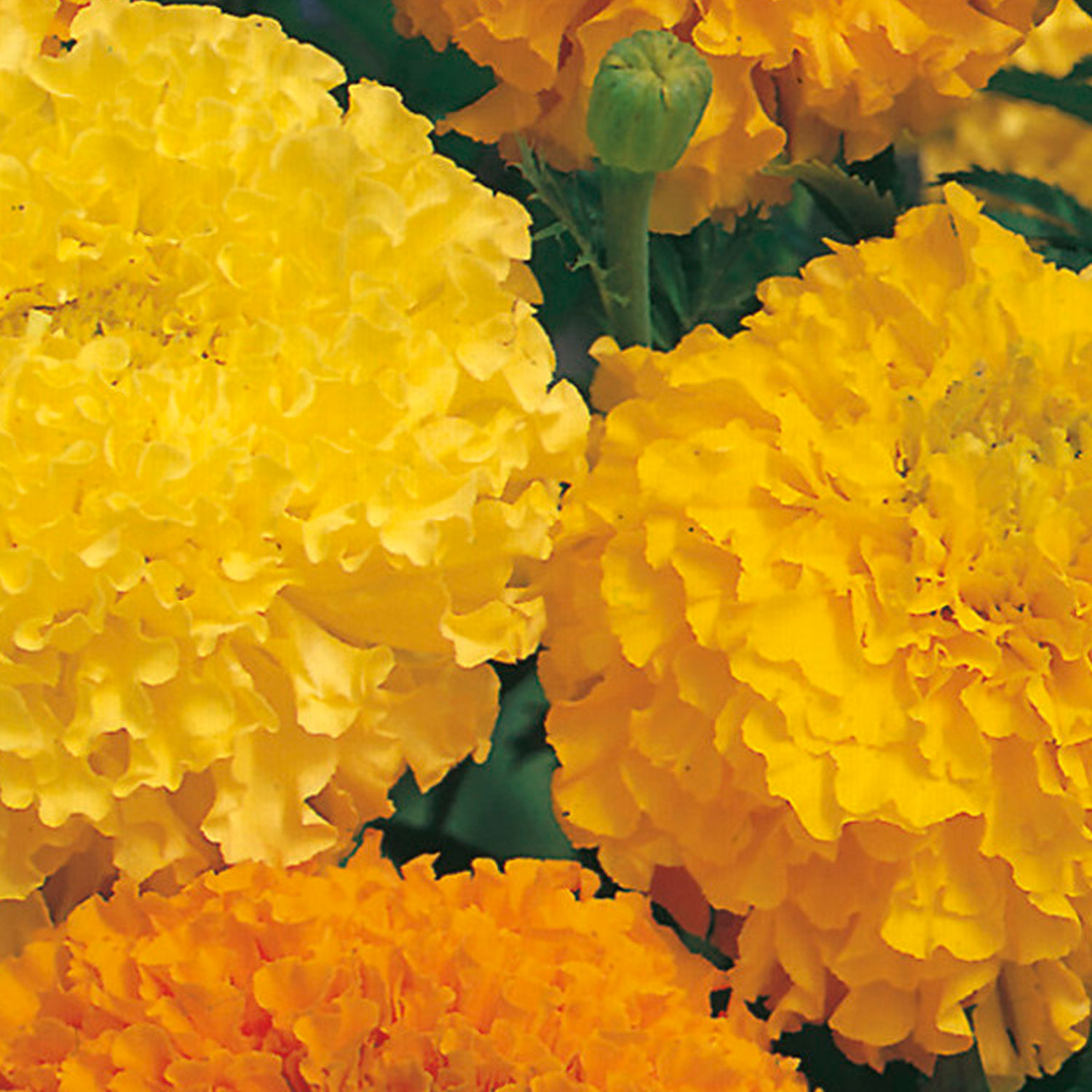 Johnsons African Marigold Double Mixed Flower Seeds Image 1