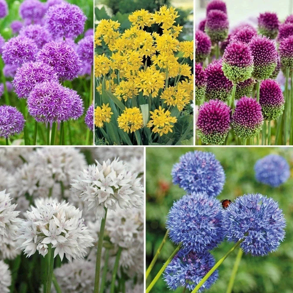Thompson and Morgan Allium Gardeners World Collection Planting Bulb 400 Pack Image 1
