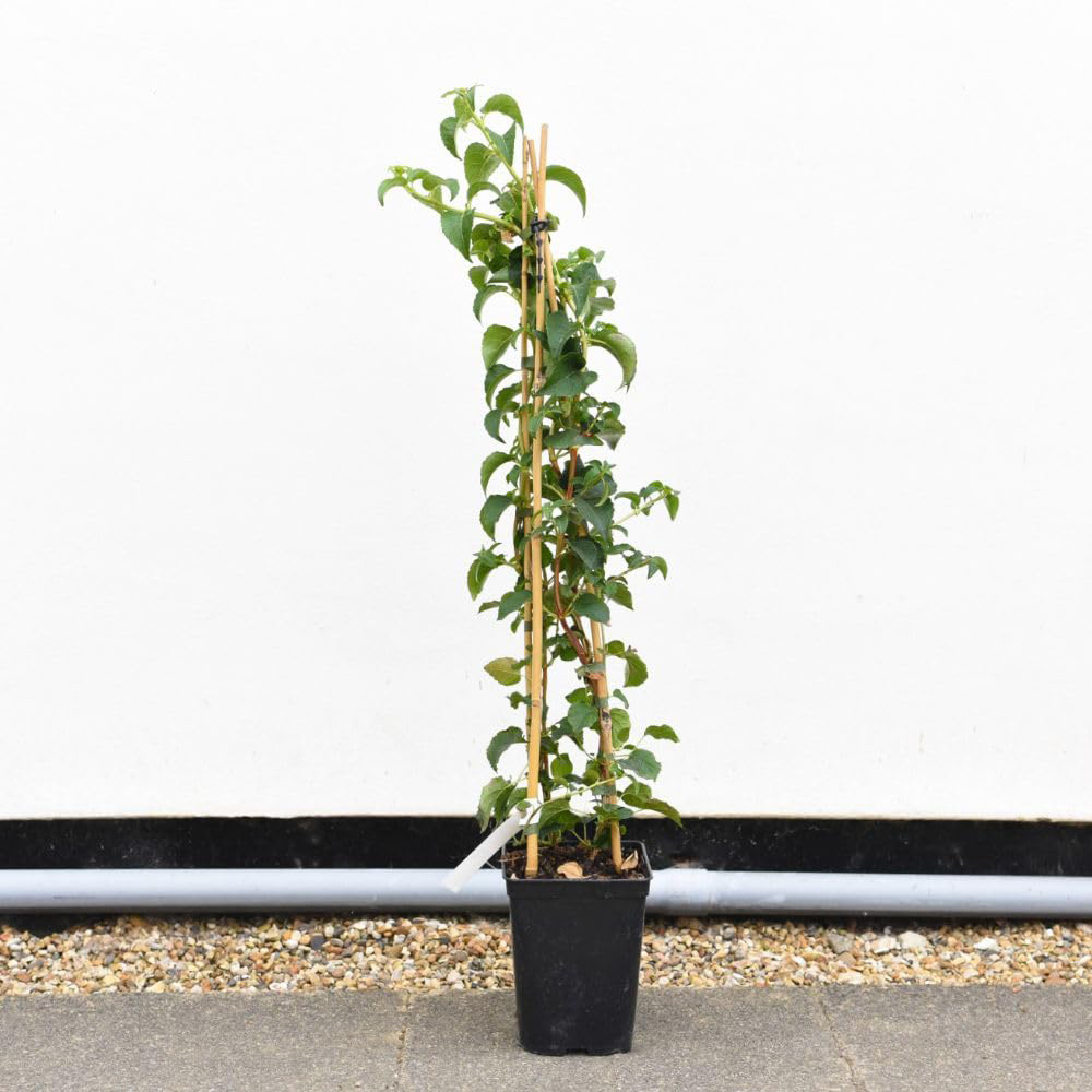 Thompson and Morgan Hydrangea Anomala Petiolaris Plant in Pot 18L Image 3