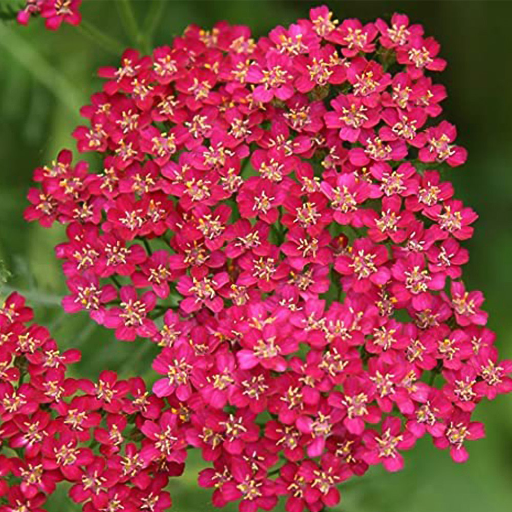 Thompson and Morgan Achillea Cerise Queen Plug Plant 72 Pack Image 6