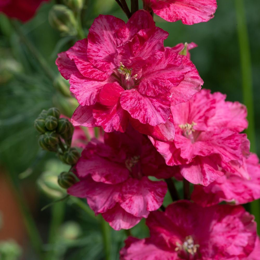 Thompson & Morgan Larkspur King Scarlet Seeds Image 1