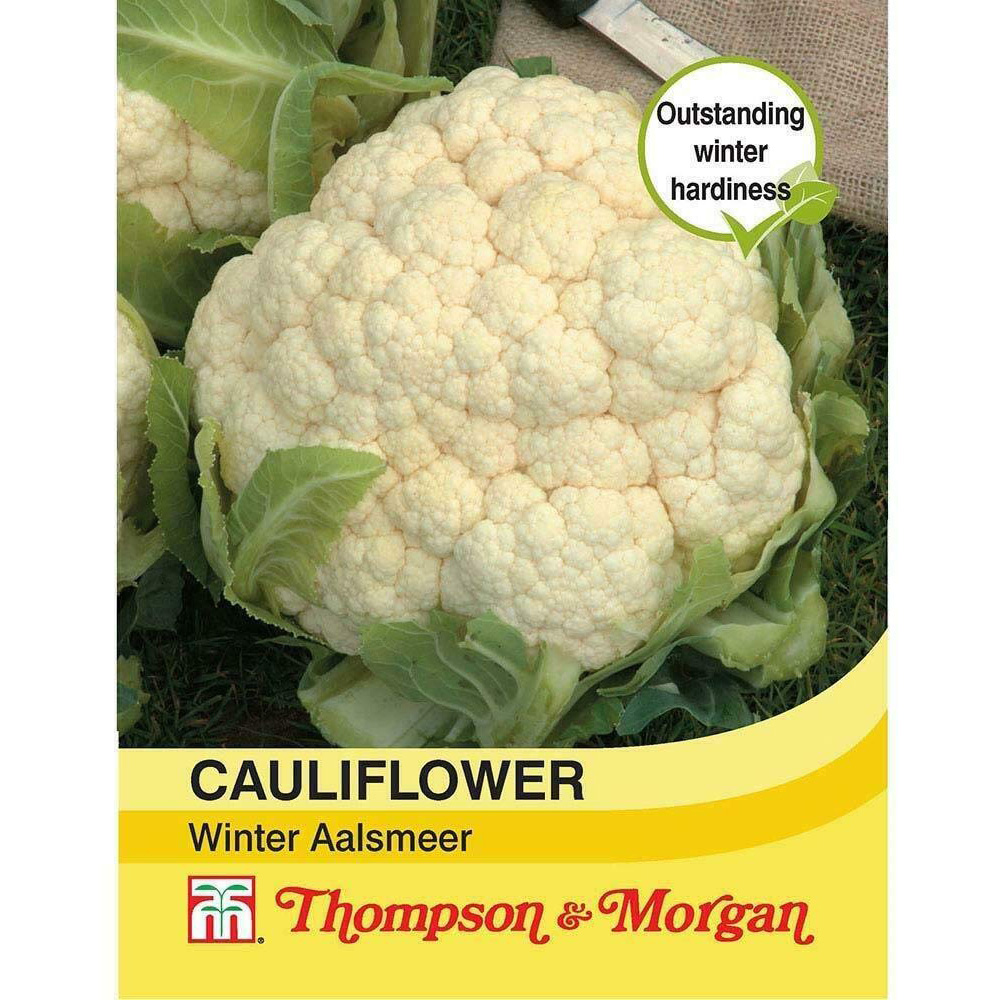 Thompson and Morgan Cauliflower Winter Aalsmeer Seeds Image 2