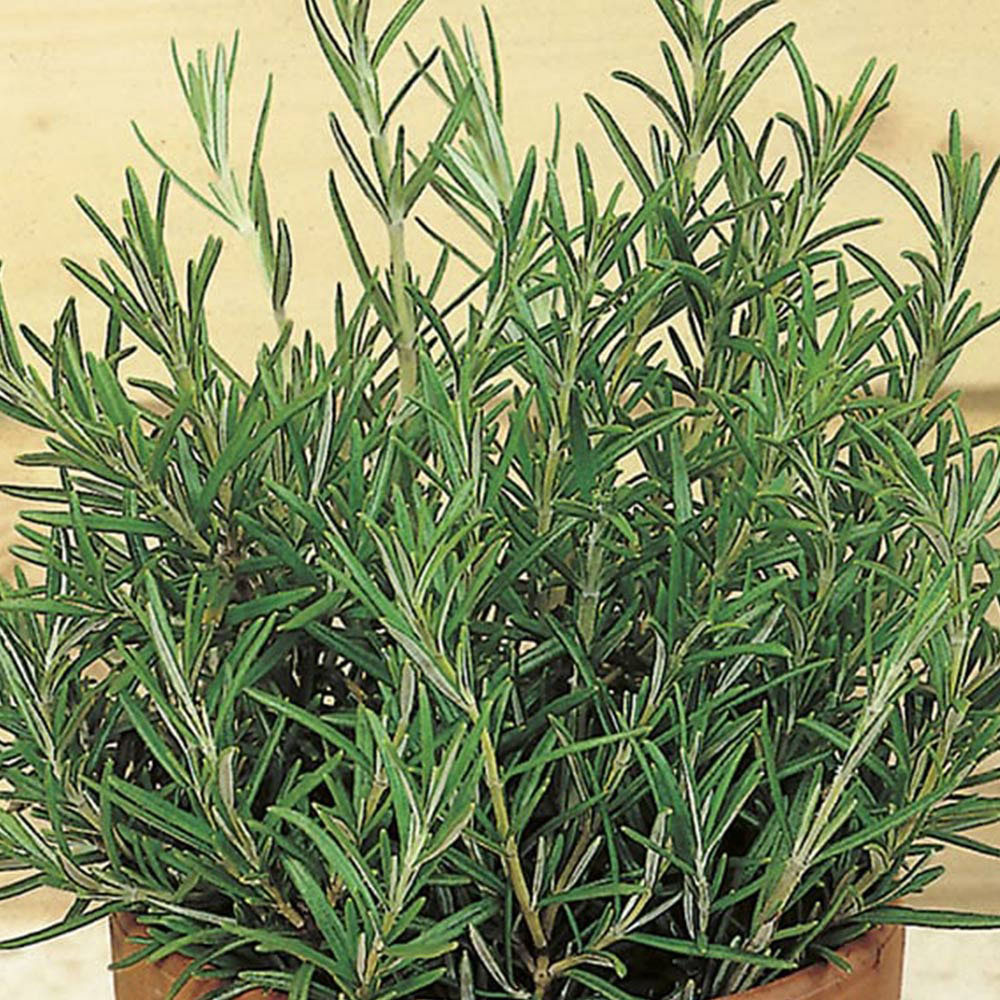 Johnsons Rosemary Herb Seeds Image 1