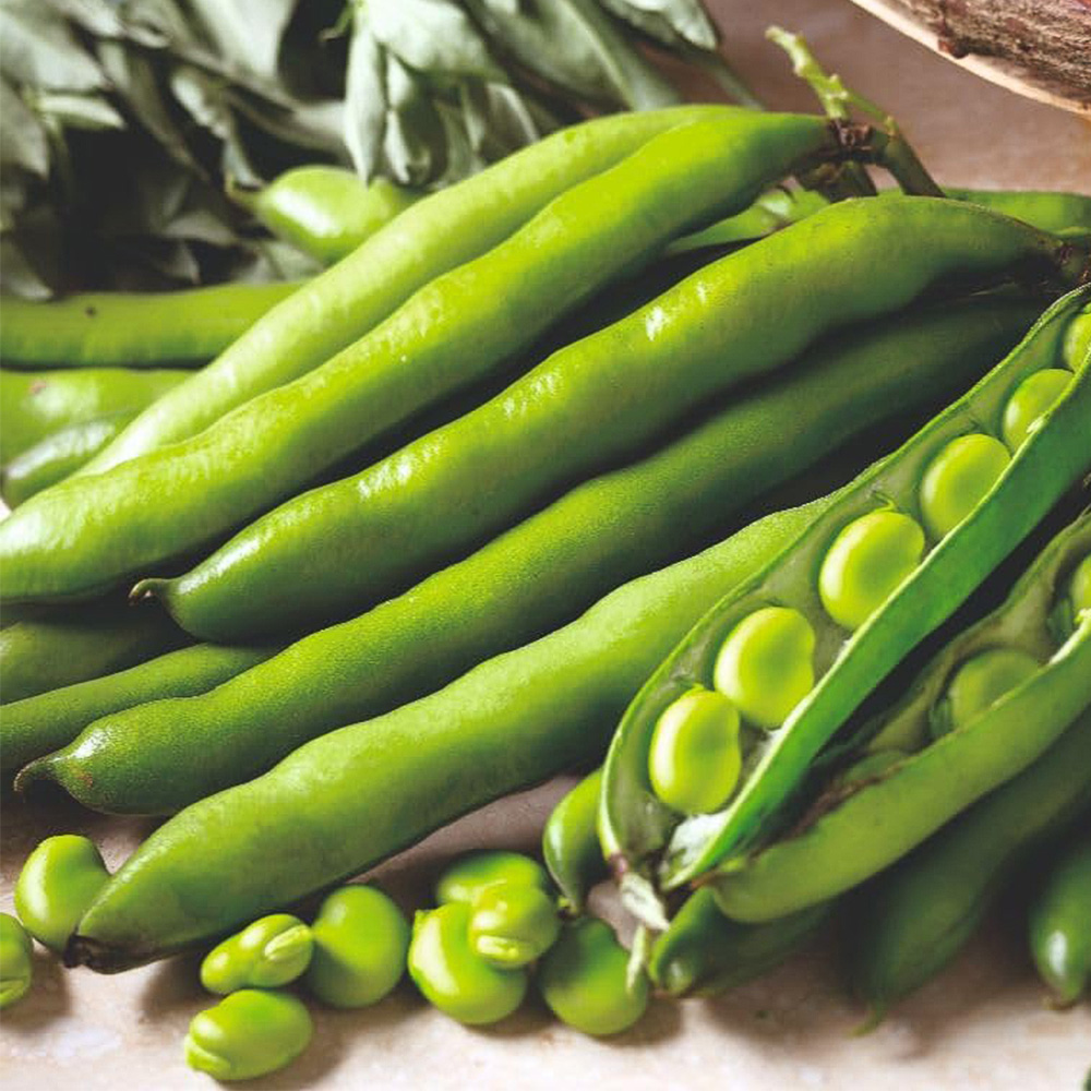Thompson and Morgan Broad Bean Aquadulce Claudia Seeds Image 1