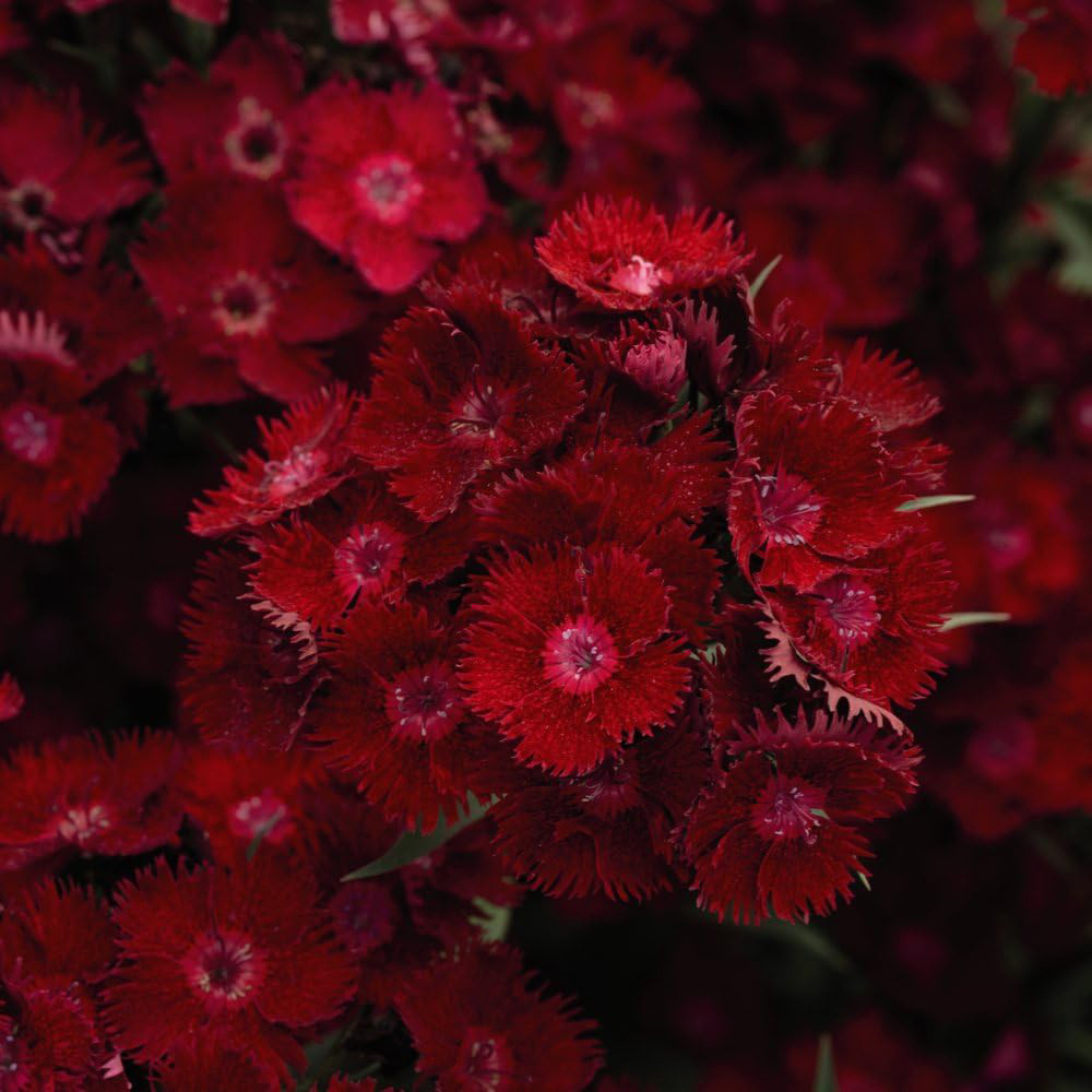 Thompson and Morgan Dianthus Pinks Rocking Red Plant Pot 9cm 3 Pack Image