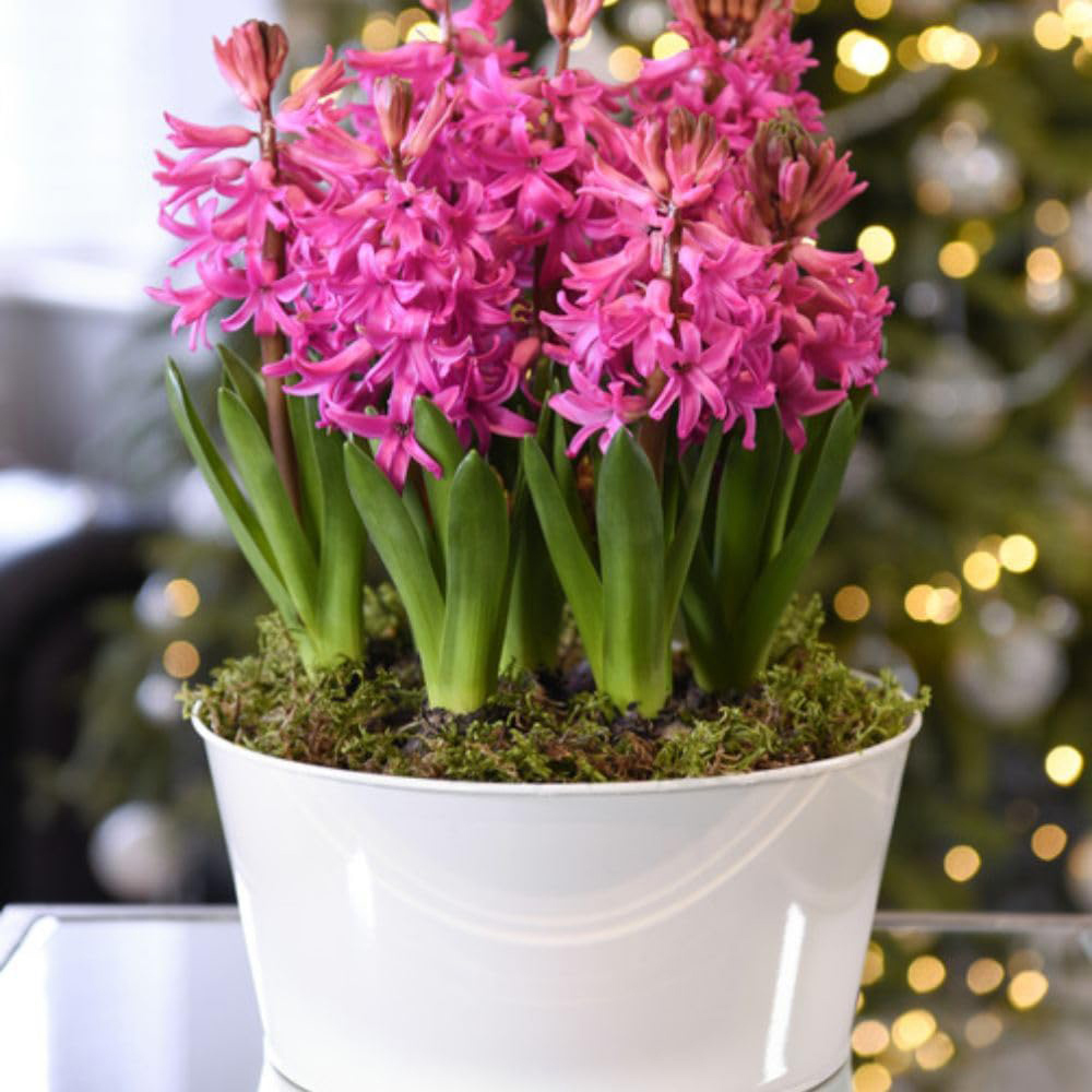 Thompson and Morgan Christmas Gift Hyacinth Scented Pink Pearl 5 Planting Bulb in Pot 16cm Image 2