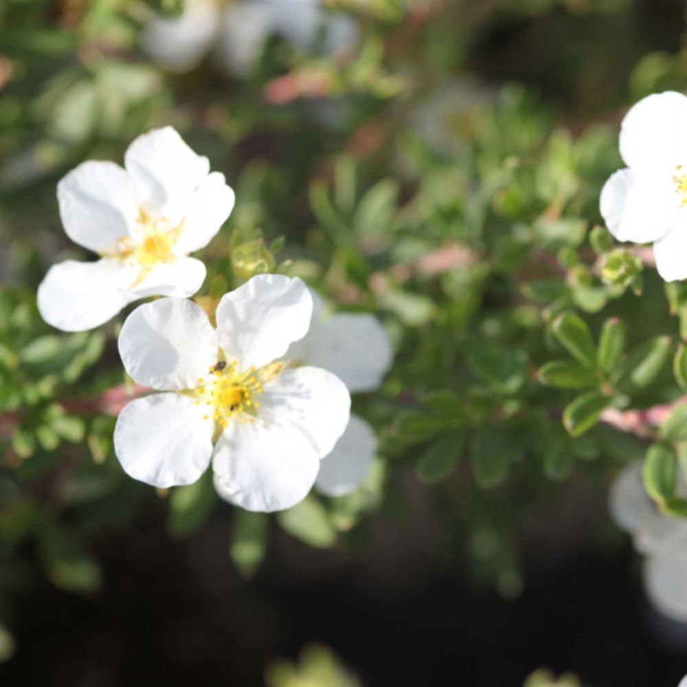 Thompson and Morgan Potentilla Fruticosa Abbotswood Plant in Pot 9cm Image 2
