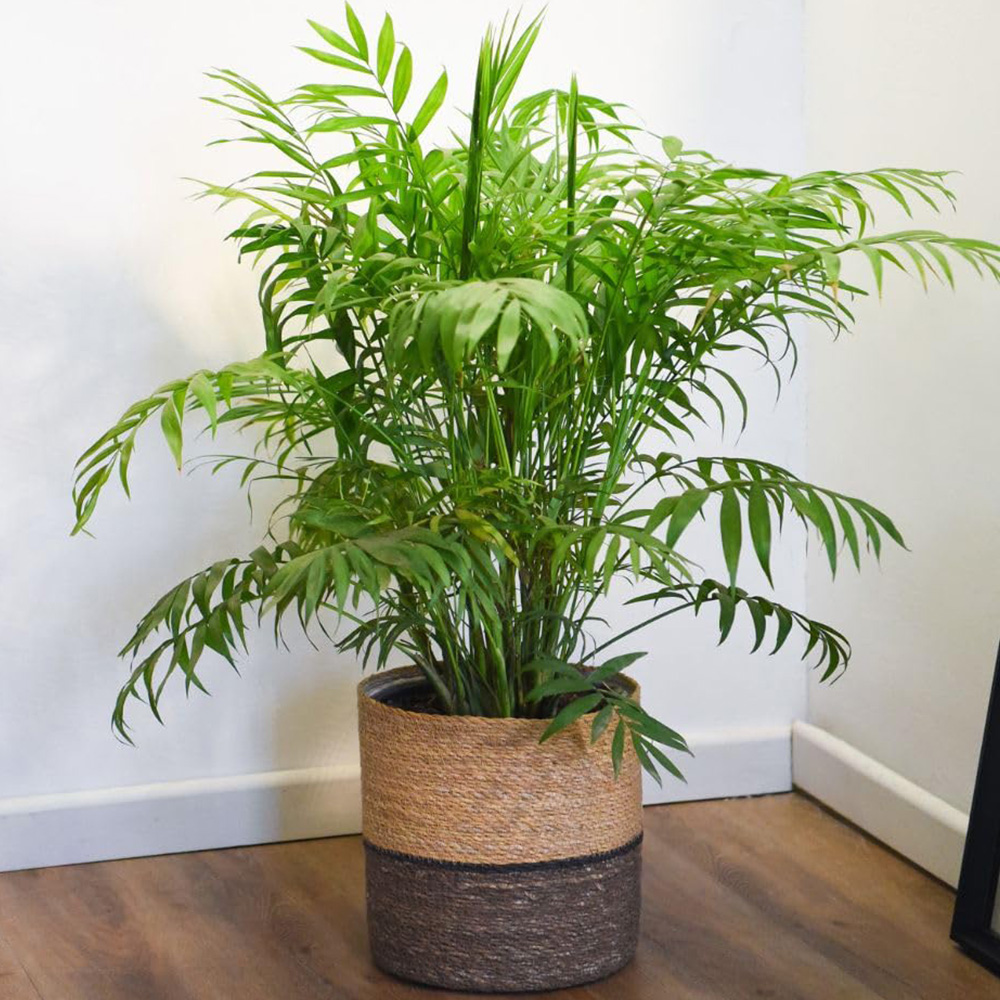 Thompson and Morgan Chamaedorea Elegans Plant Pot 12cm 2 Pack Image 1