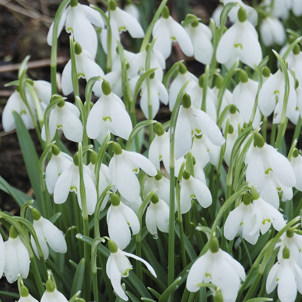 YouGarden Snowdrops In the Green Planting Bulbs 75 Pack Image 5