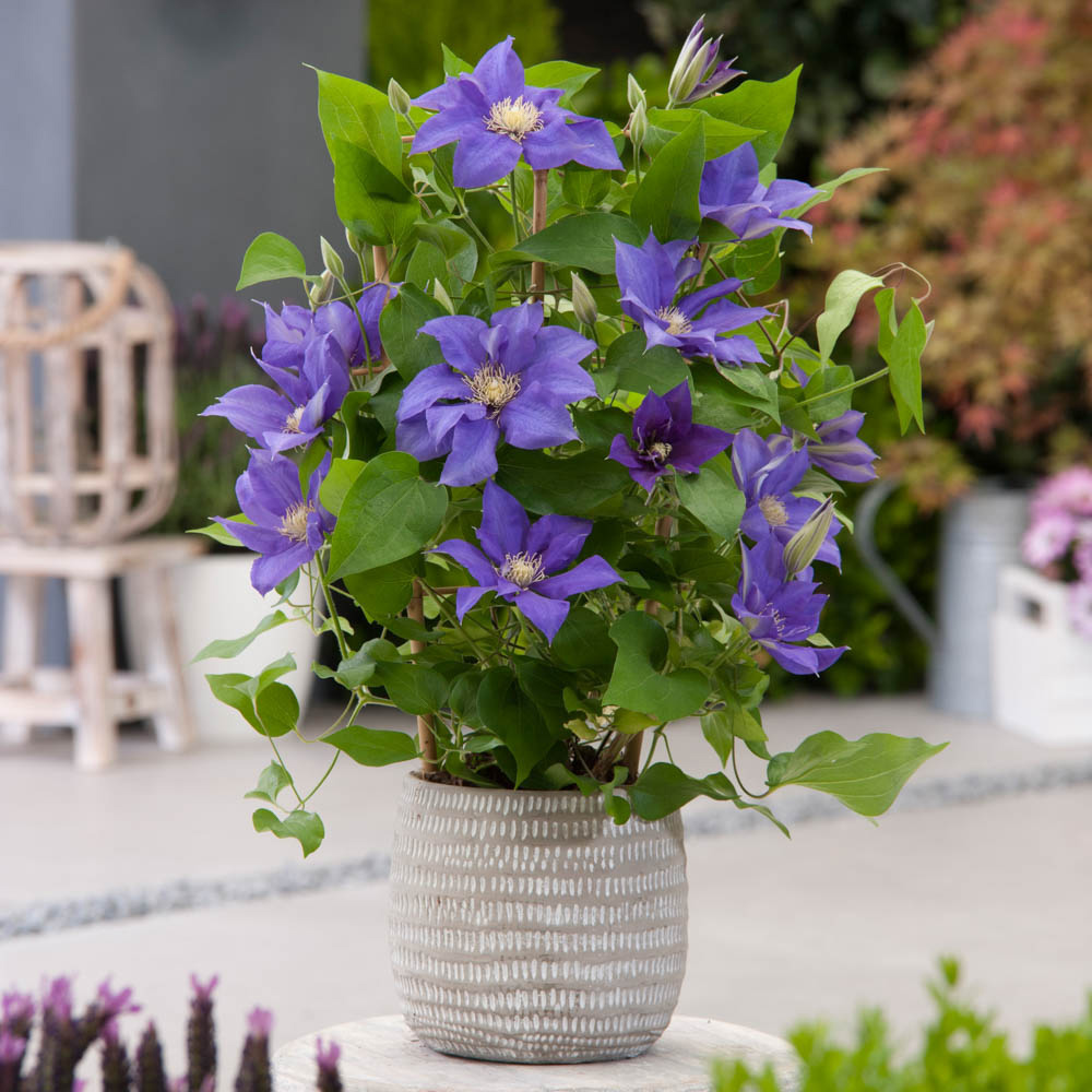 wilko Boulevard Patio Clematis Collection Plant Pot 3 Pack Image 3