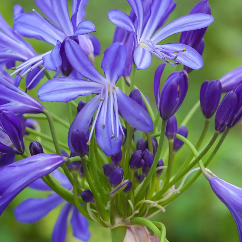Thompson and Morgan Agapanthus African Skies Plant Pot 9cm 3 Pack Image 2