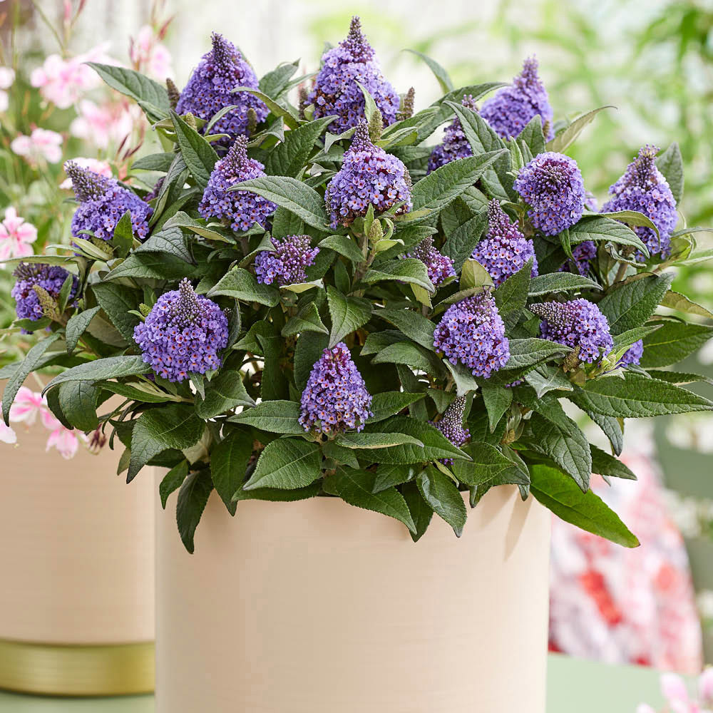 YouGarden Buddleia Little Rock Stars Blue Plant Pot 9cm 3 Pack Image 1