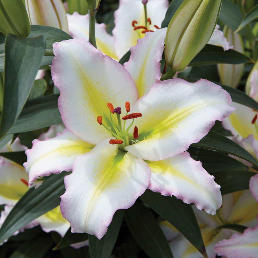 Thompson and Morgan Lily Primrose Hill Planting Bulb 5 Pack Image 1