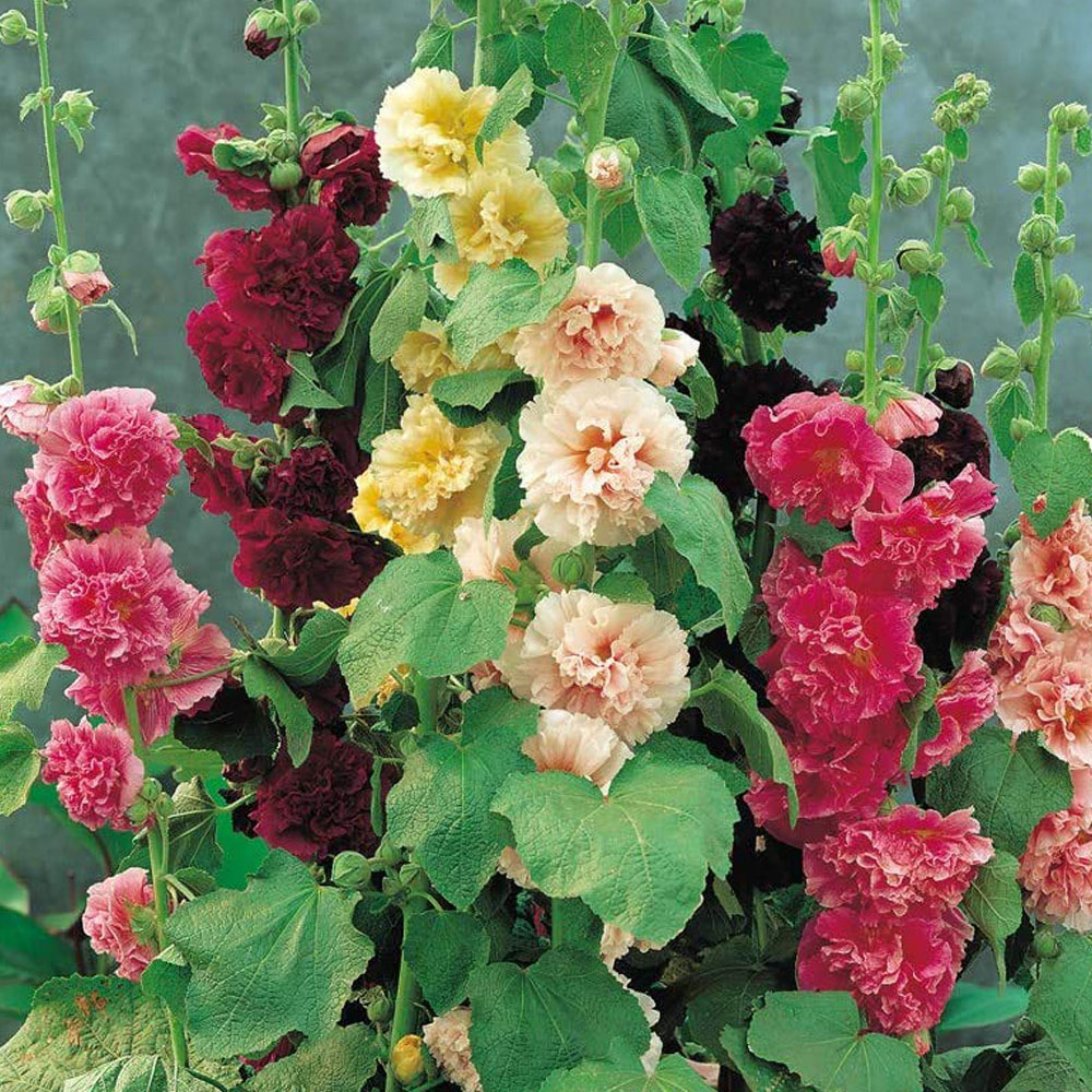 Thompson & Morgan Hollyhock Chaters Doubles Bare Root 6 Pack Image 1