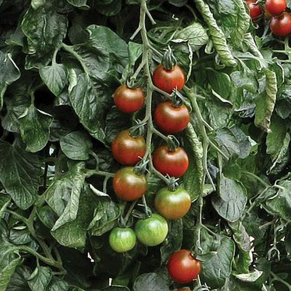 Thompson & Morgan Tomato Ruby Falls 6 Seeds Packet Image 2
