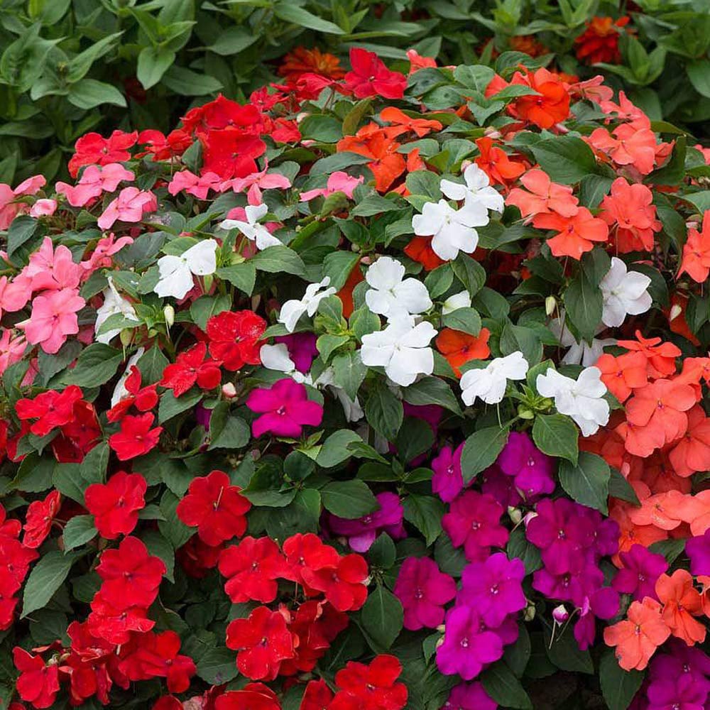 Thompson and Morgan Impatiens Busy Lizzie Beacon Mix Plant Plug 12 Pack Image 1