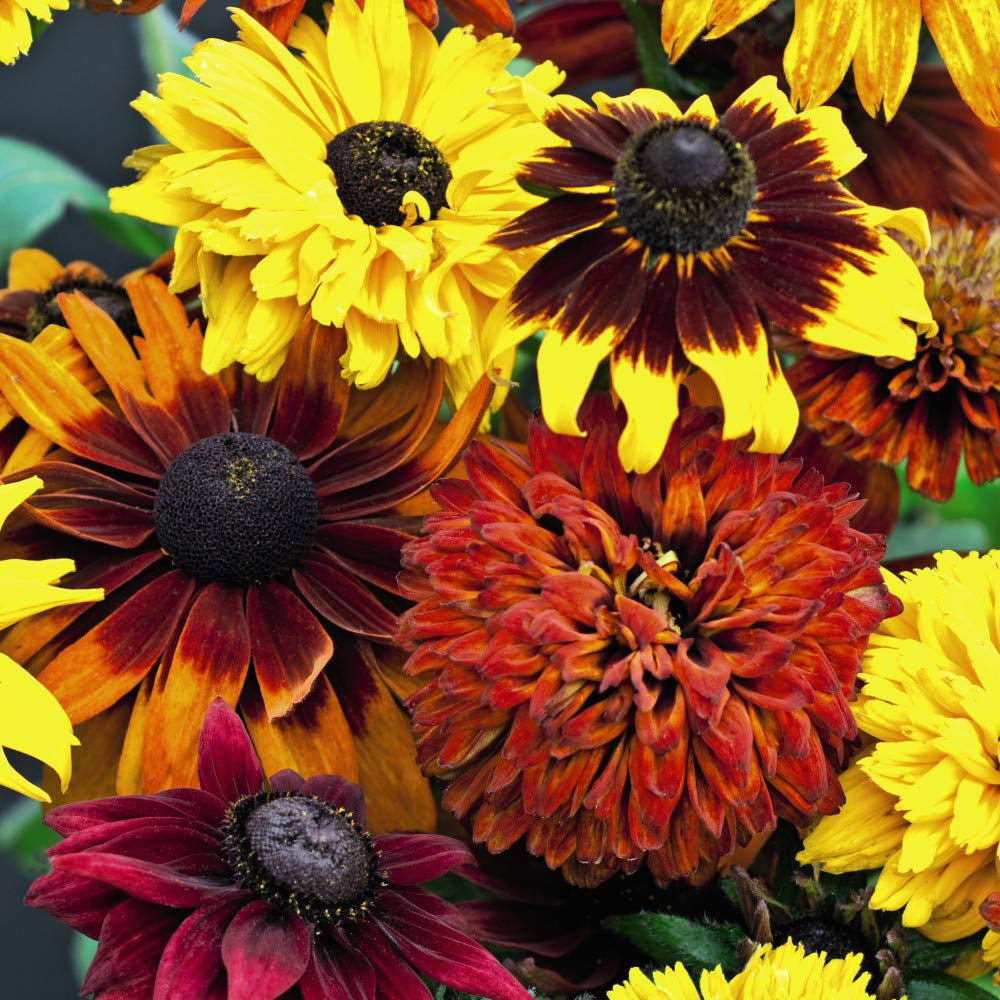 Thompson and Morgan Rudbeckia All Sorts Mixed Garden Ready Plant 15 Pack Image 3