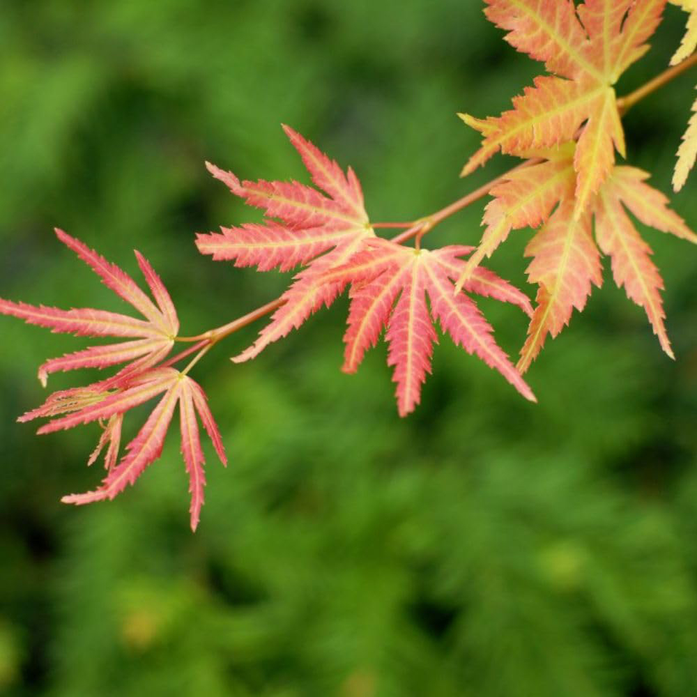 Thompson and Morgan Acer Palmate Orange Dream Potted Plant 15cm Image 4