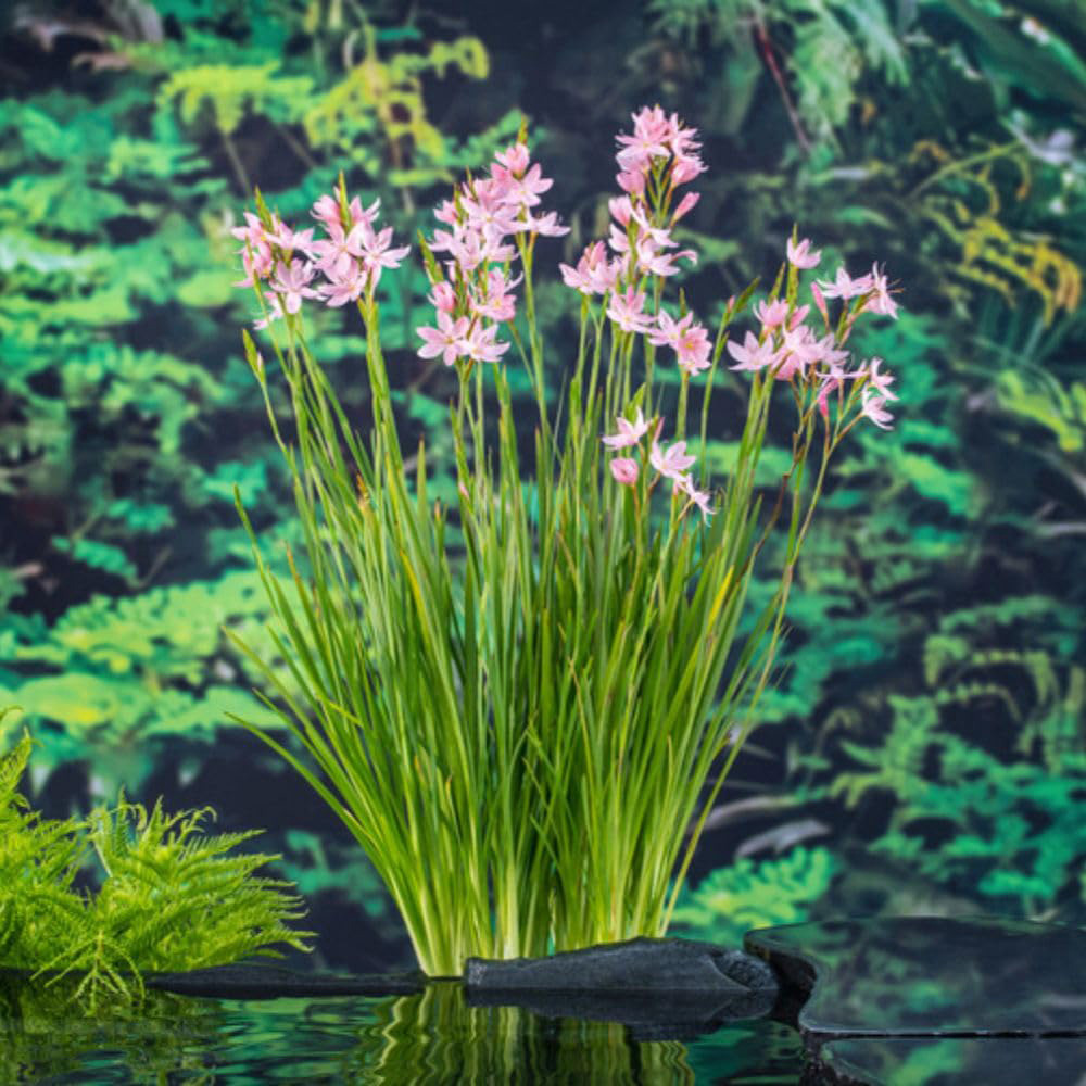 Thompson and Morgan Schizostylis Coccinea Mrs Hegarty Plant Pot 9cm 2 Pack Image 5