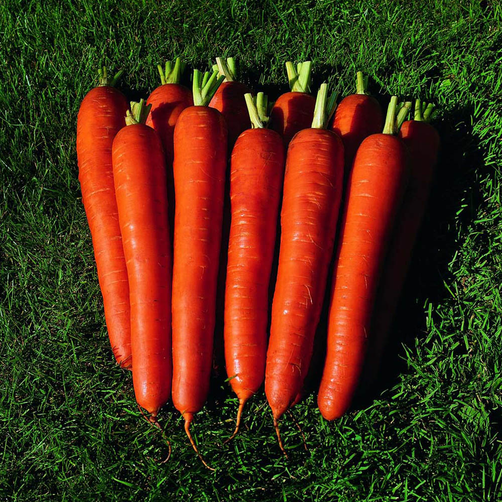 Thompson and Morgan Carrot F1 Bangor Seed Packet Image 2