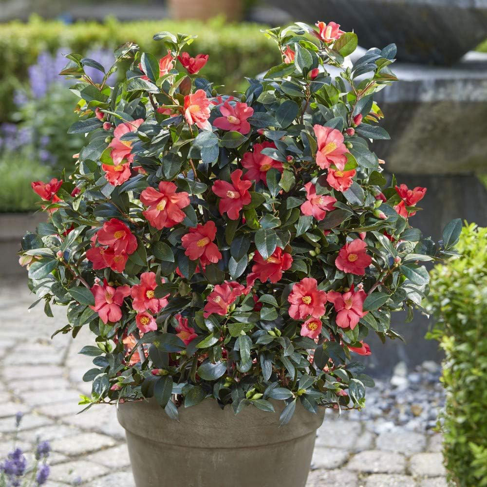 Thompson and Morgan Camellia 1001 Summer Nights Jasmine Plant Pot 1.6L 2 Pack Image 2