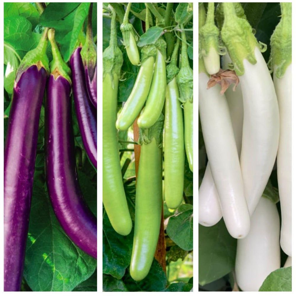 Thompson & Morgan Aubergine Three Knight Collection F1 Recipe Seeds Image