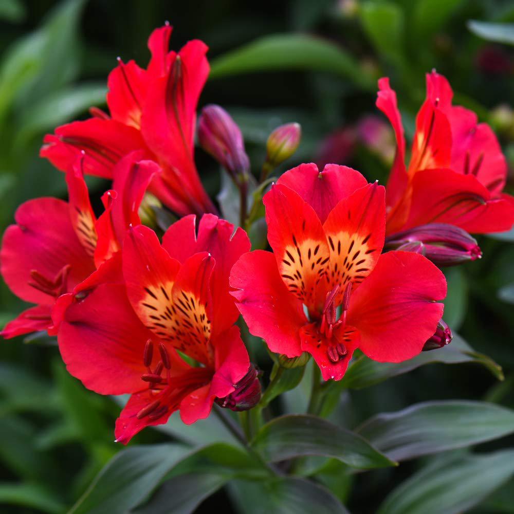 Thompson and Morgan Alstroemeria Summer Trio Jumbo Plugs 3 Pack Image 4