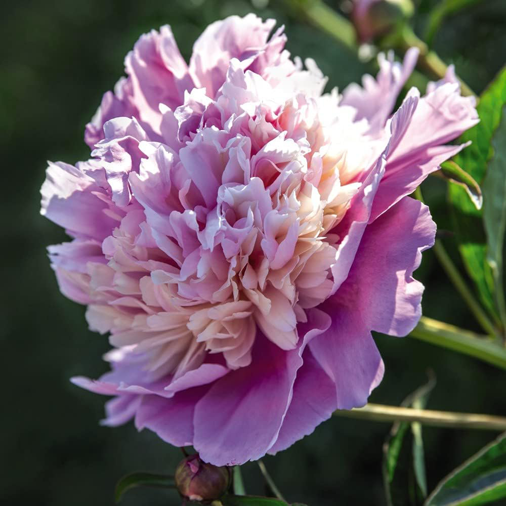 Thompson and Morgan Peony Sorbet Bare Root Image 2