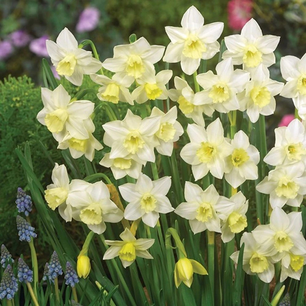 Thompson and Morgan Daffodil Jonquilla Pueblo Planting Bulb 16 Pack Image 3