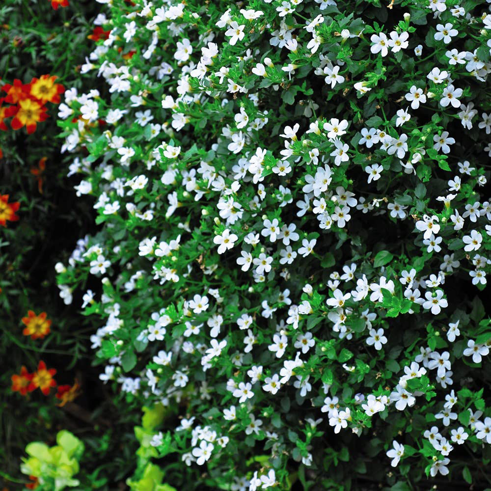 Thompson and Morgan Bacopa Snowtopia Plant Plug 48 Pack Image 2