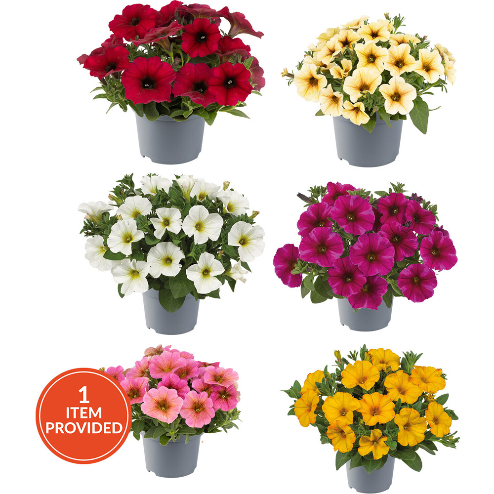 Petunia Raintastic Plant Image 1