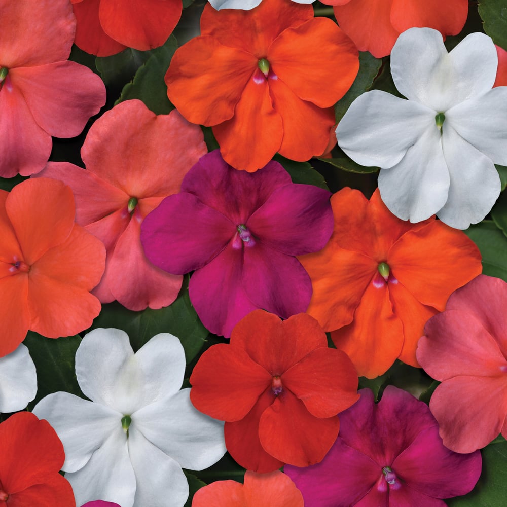 YouGarden Busy Lizzie Beacon Plug Plant 12 Pack Image 1