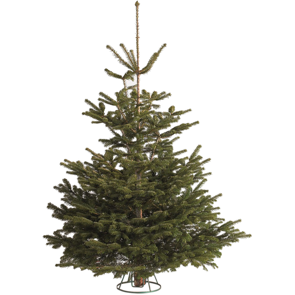 Nordman Fir Fresh Cut Real Christmas Tree Green 5ft Image 1