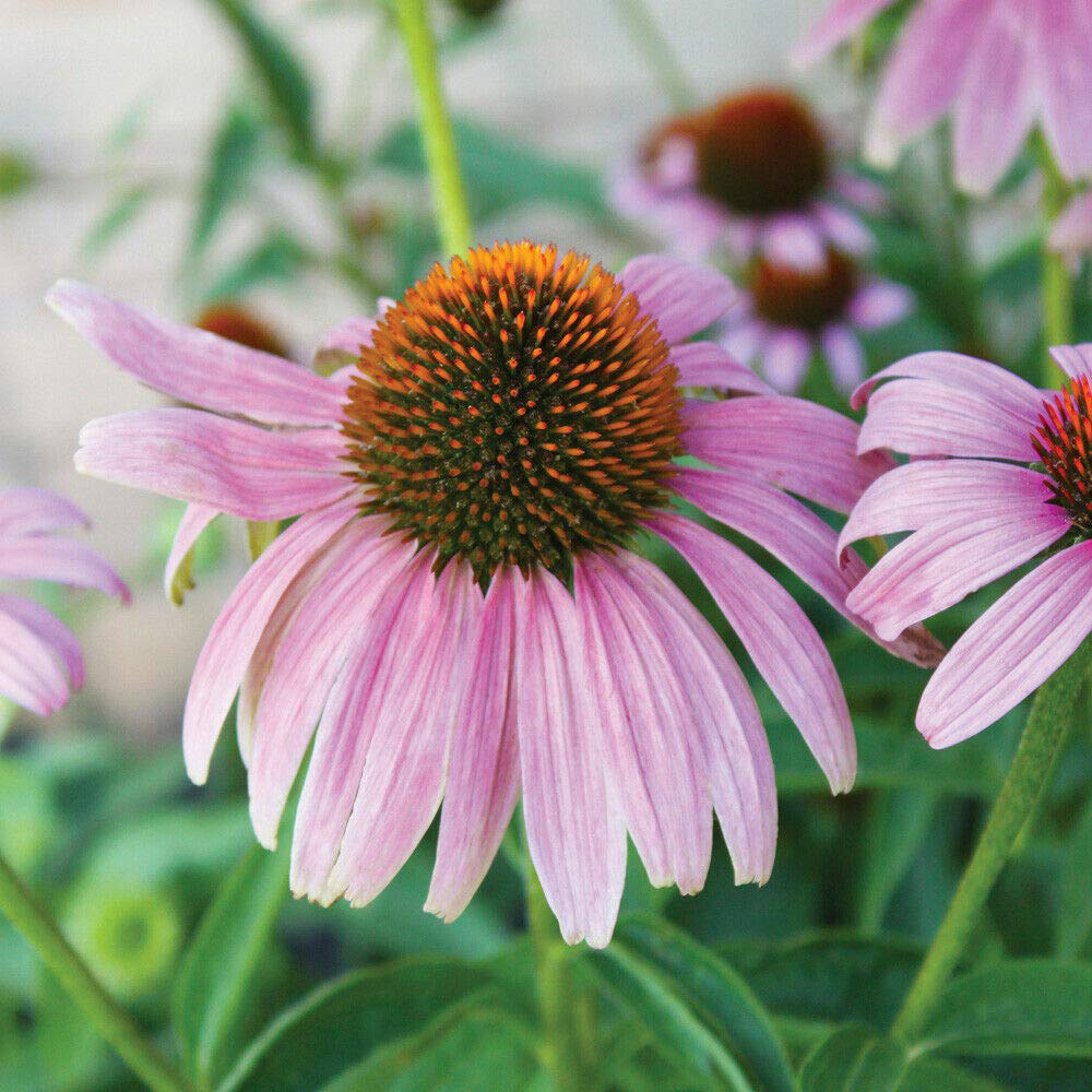 Thompson & Morgan Echinacea Purpurea Magnus Seeds Image 3