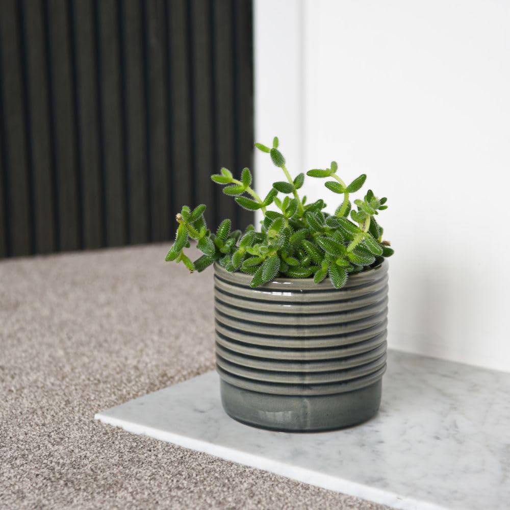 Thompson and Morgan Delosperma Echinatum Plant Pot 12cm 2 Pack Image 4