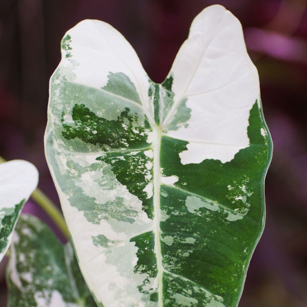 Thompson & Morgan Alocasia Cuprea Frydek Variegata Plant Pot 12cm 2 Pack Image 2