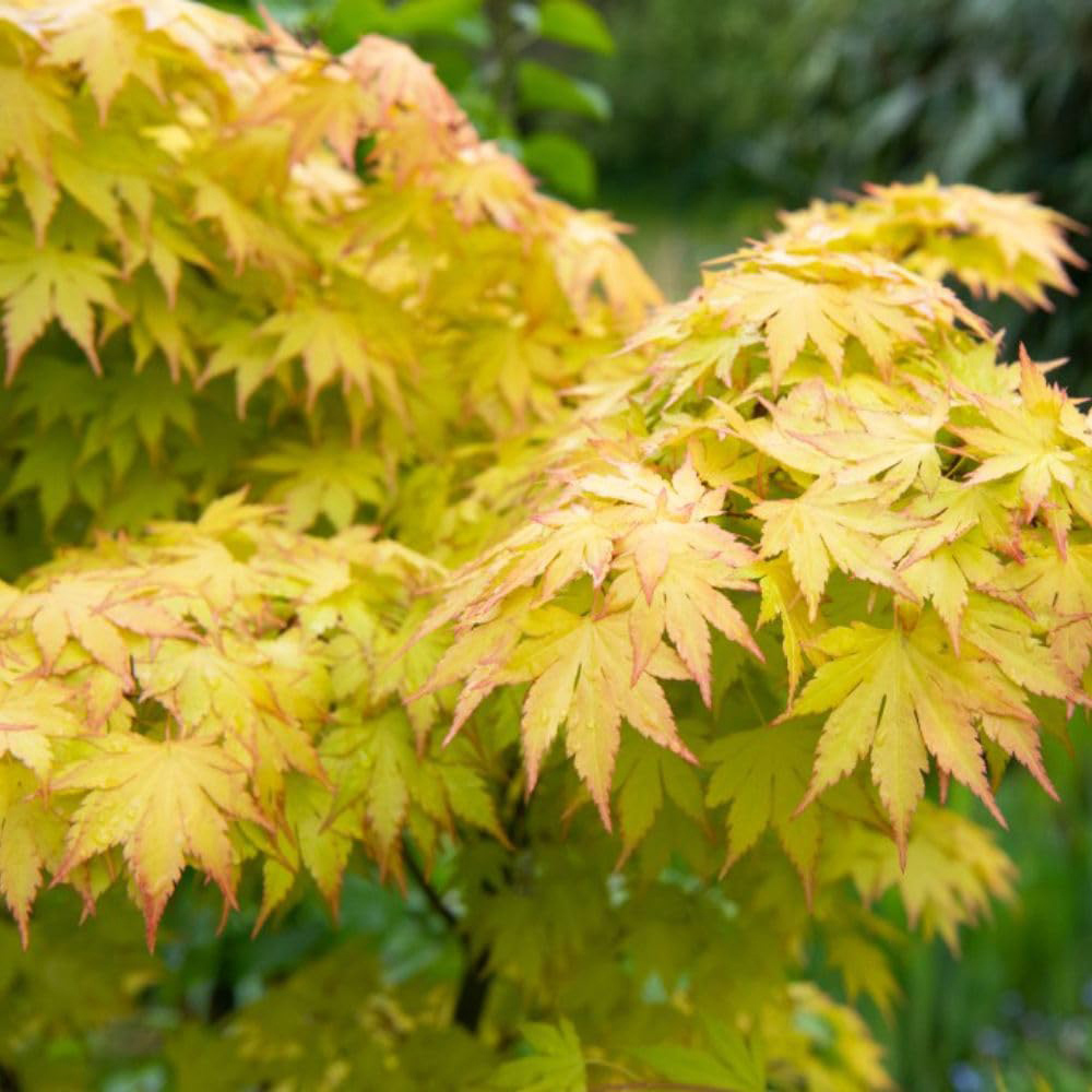 Thompson and Morgan Acer Palmate Orange Dream Potted Plant 15cm Image 2