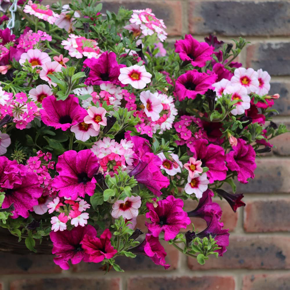 Thompson and Morgan Eton Mess Preplanted Hanging Basket 25cm Image 2