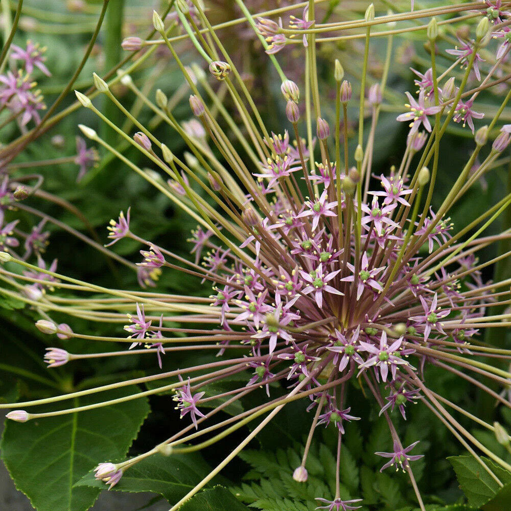 Thompson and Morgan Allium Schubertii Planting Bulb 12 Pack Image 1