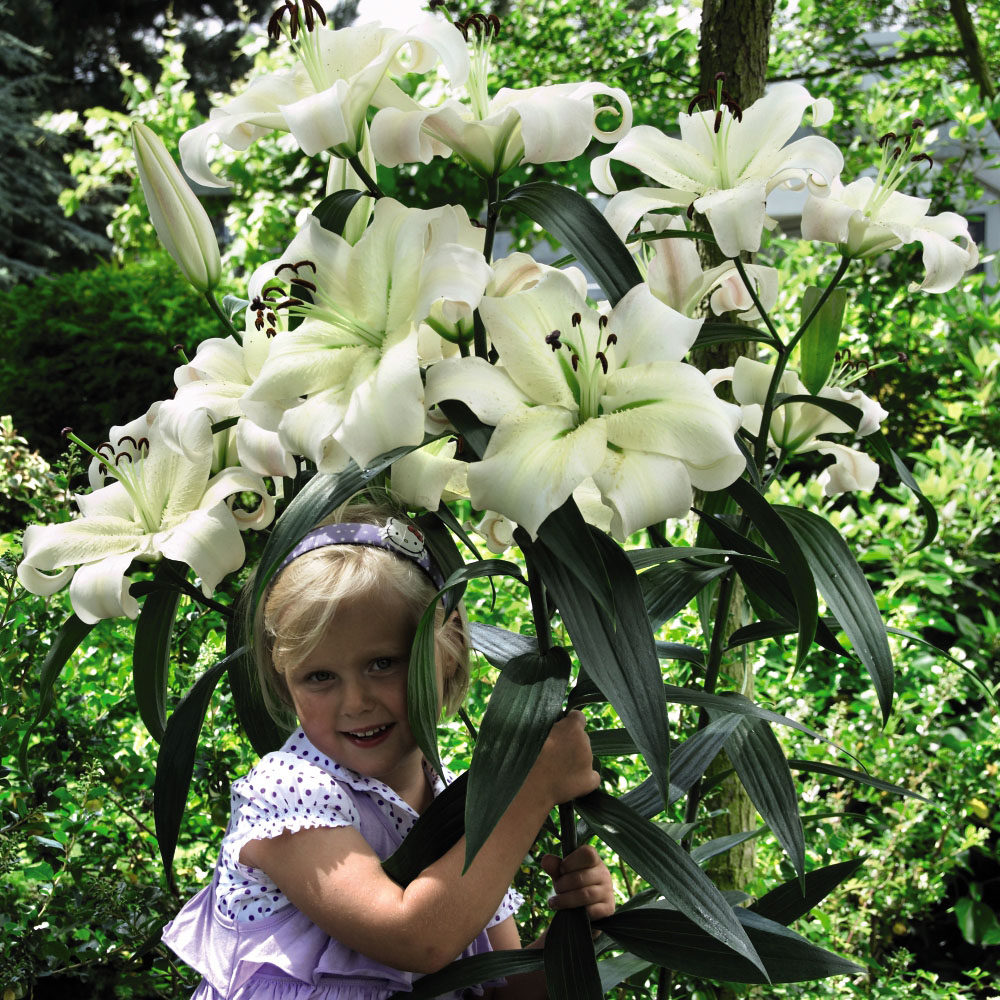 Thompson and Morgan Lily Pretty Woman Planting Bulb 5 Pack with Planting Bulb Basket Image 4