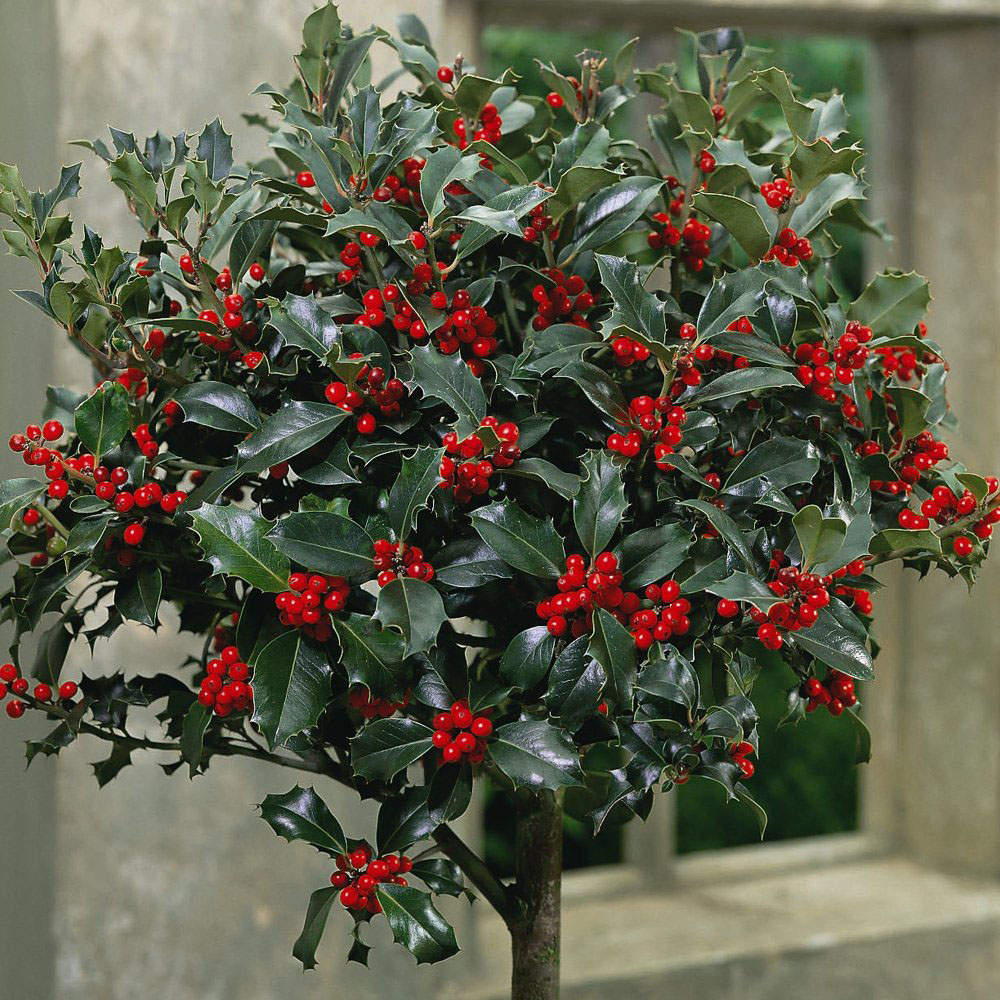 Thompson and Morgan Ilex Holly Green Alaska Plant Pot 2L 2 Pack Image 4