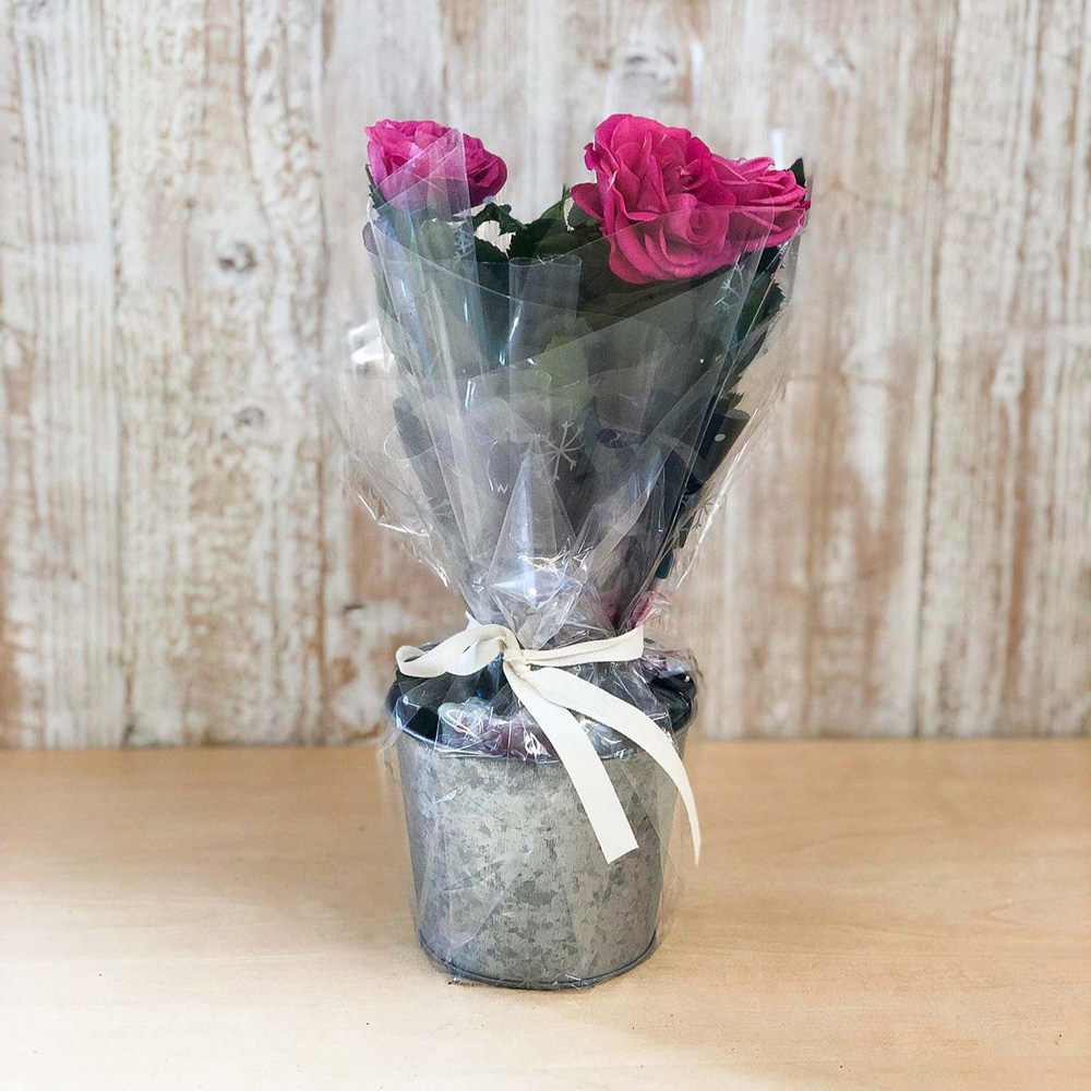 Thompson and Morgan Christmas Gift Scented Rose Deep Pink Plant in Zinc Pot 10.5cm 4 Pack Image 3