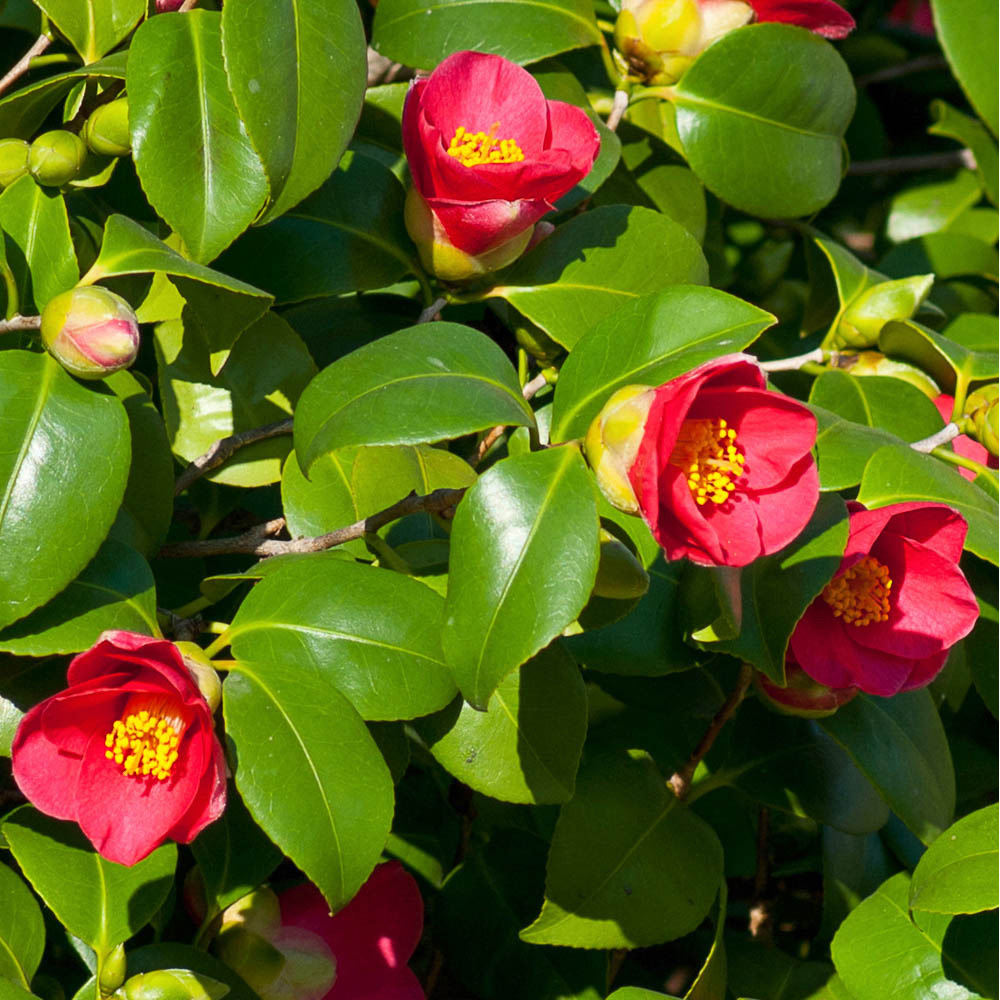 YouGarden Camellia Vernalis Yuletide with Plant Pot 15cm Image 1