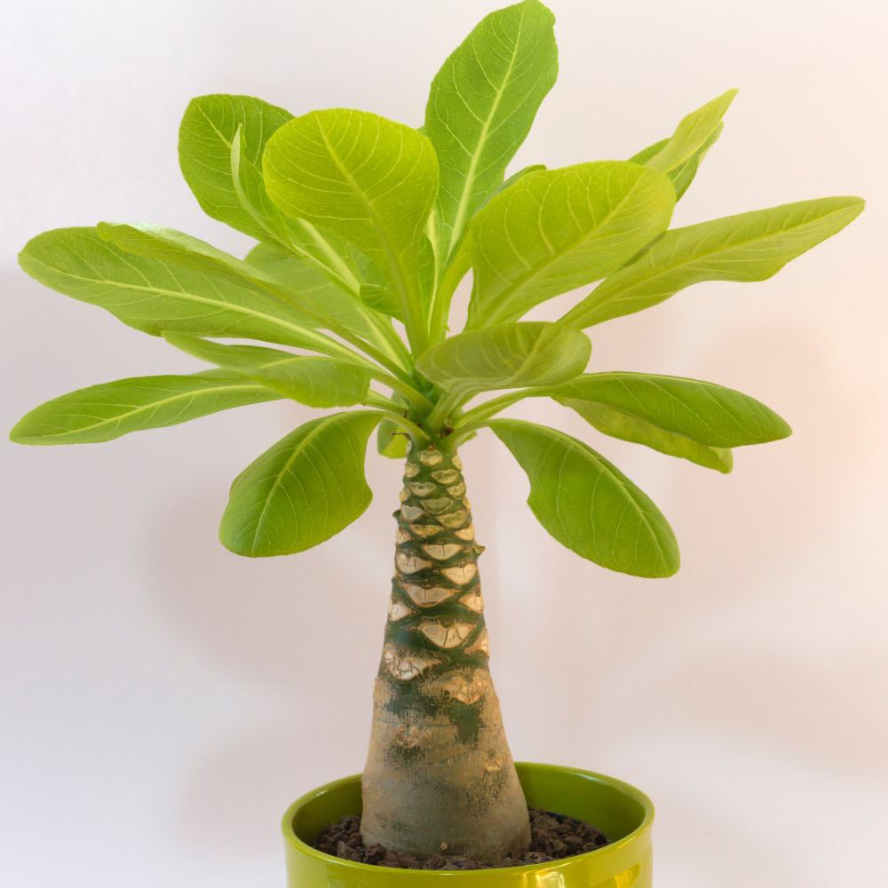 Thompson & Morgan Brighamia Insignis Hawaiian Palm Potted Plant Image 3