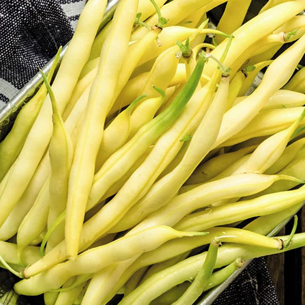Thompson and Morgan Bean Dwarf French Adoration Yellow Seeds Image 1