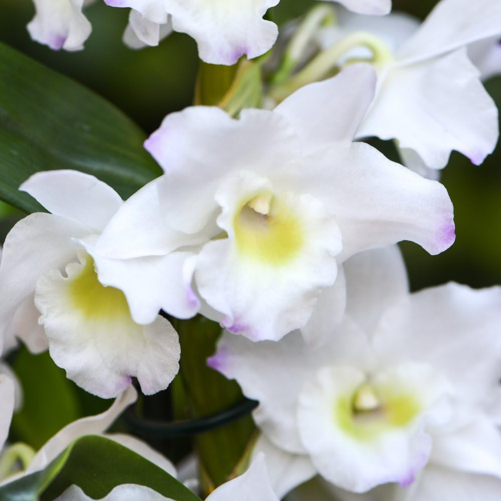 Thompson and Morgan Christmas Gift Orchid Dendrobium Apollon Plant Pot 12cm 2 Pack Image 3