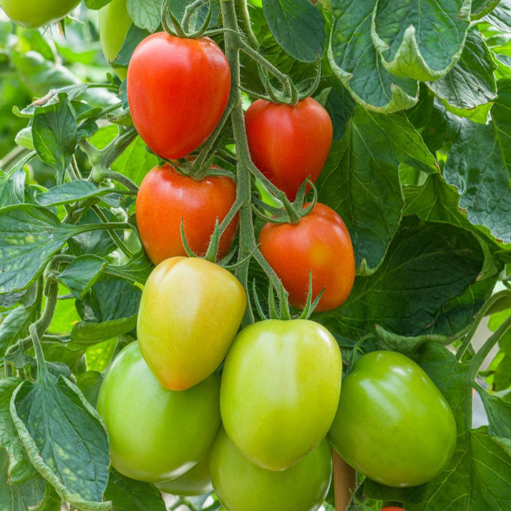 Thompson and Morgan Tomato Sahel F1 Seed Packet Image
